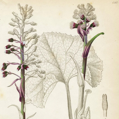 1834 REICHENBACH FLORA Hand-Colored Engraving, PETASITES (Coltsfoot, Butterbur)