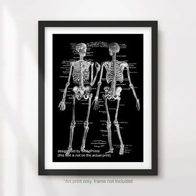 MENSCHLICHES SKELETT ANATOMISCHES DIAGRAMM ILLUSTRATION KUNSTDRUCK POSTER Vintage medizinisch