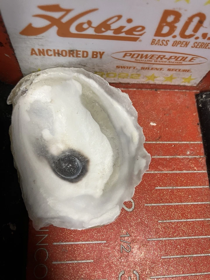 Small Oyster Shells 2- 2.5 Inches, Cup Side Of Shell, 100 count lot - Image 3 of 4