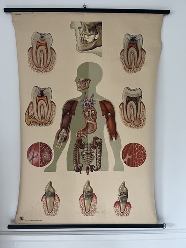 Vintage Anatomical Dentistry Chart from Deutsches Hygiene-Museum Dresden