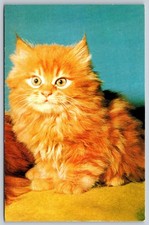 Postal de gatito de angora Alfred Mainzer impresa en Alemania occidental gato BB99