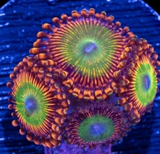 -CC- 2 Polyps Bowser Zoanthid Live Coral Frag Reef Tank Paly