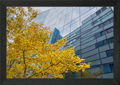 Herbst Baum und Glas Gebäude gerahmtes Wandbild Poster Leinwanddruck Bild