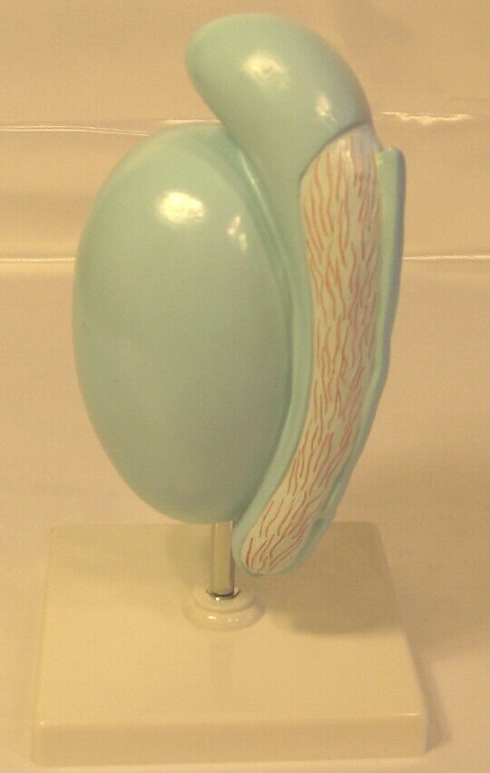 Foto 2 di 2