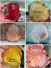 Pack of 6 Discus Fish 3.75  - 4  - Live Fish Aquarium Overnight Shipping