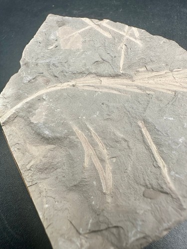 Rare fossil plant - Sphenobaiera schenkii - Australia - Mesozoic ginkgo leaf - Picture 2 of 5