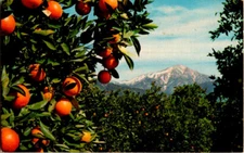 Southern California Oranges & Snow postcard. Posted 1962 Spring Valley, Ca.
