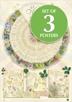 Bach Flower Poster Wall Chart for the 38 Essences Remedies Large A1 Botanical 