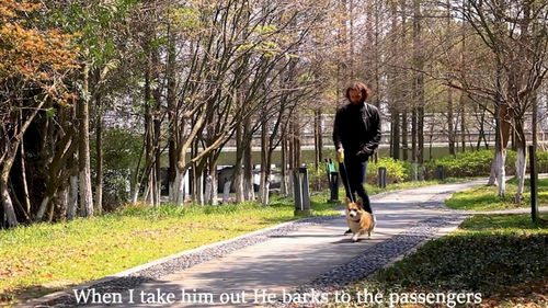 BD800 SMART DIGITAL DOG BARK COLLAR Waterproof Sound Vibration Static Bark Count - Video 1 of 1