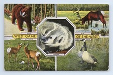 Vintage E.C. Kropp Wild Game of The West Postcard Bear Elk Antelope Badger Geese