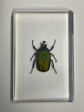 REAL Insect in clear resin block  - Green Rose Chafer Beetle