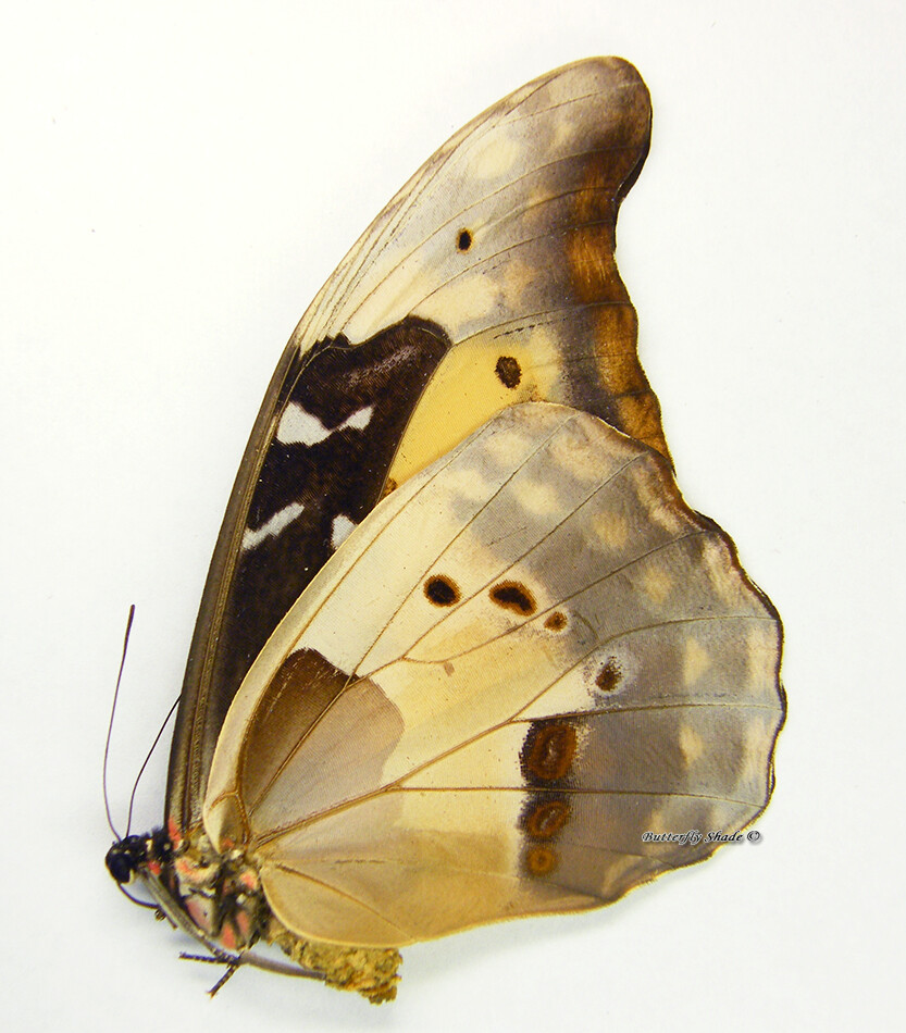 Unmounted Butterfly/Morphidae - Morpho rhetenor helena, FEMALE, 66