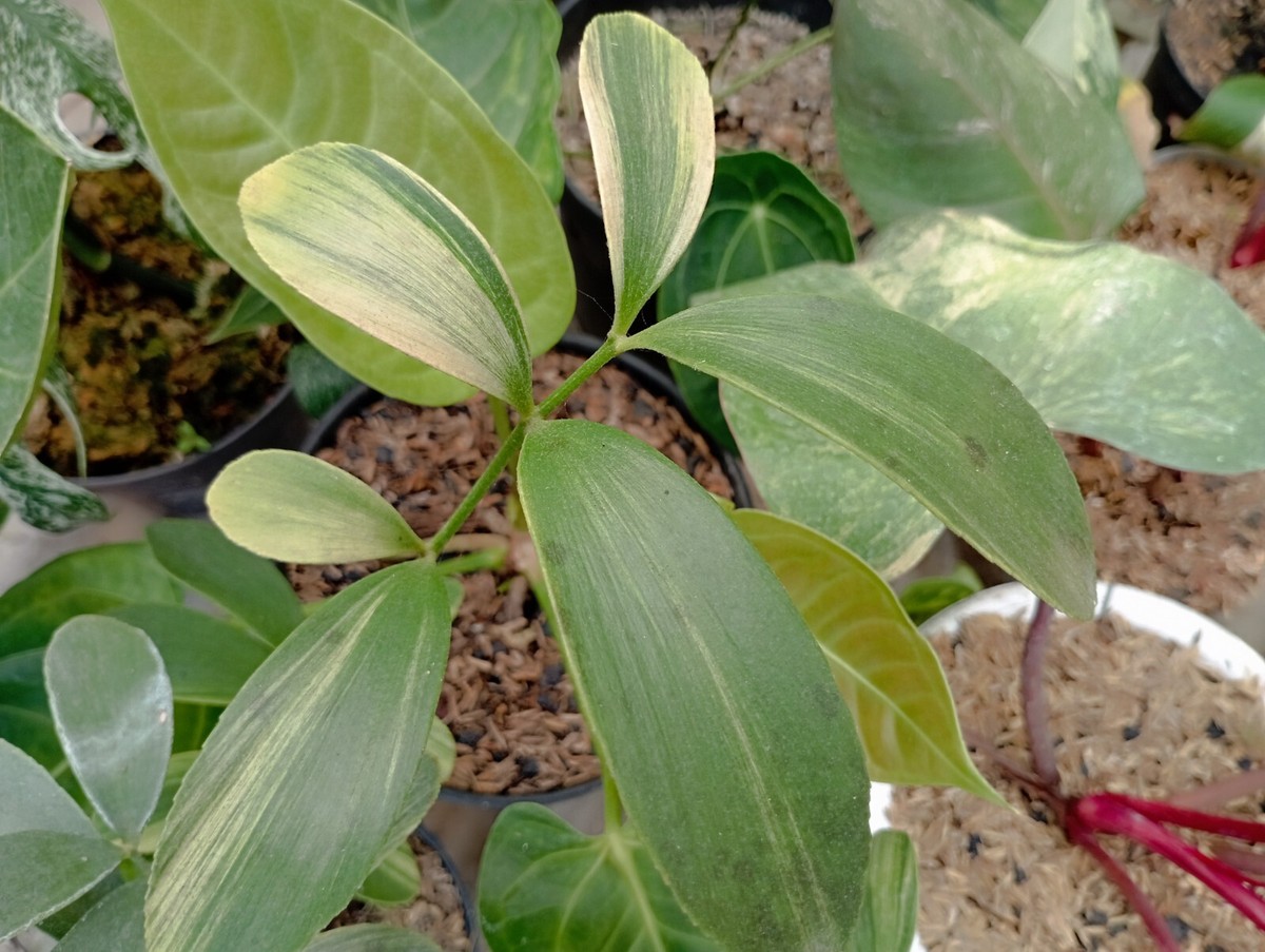 Zamia Furfuracea Variegated Beauty + Free Phytosanitary 