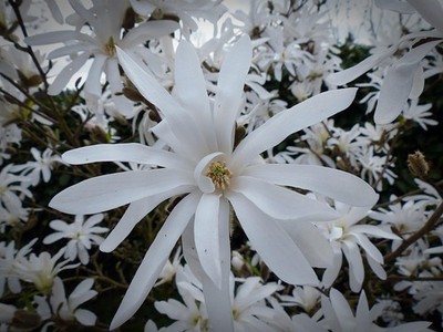 Magnolie Stecklinge weiße Sternmagnolie winterharte Pflanzen für den Garten