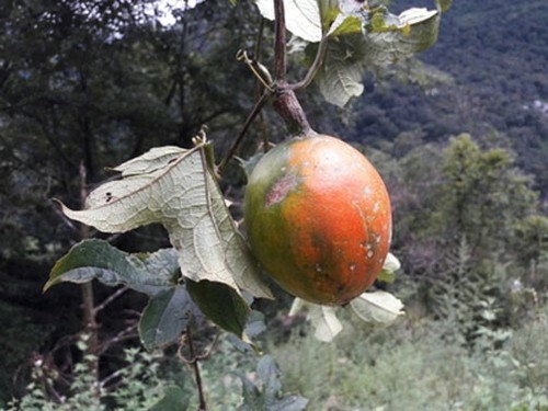 Trichosanthes lepiniana | Snake Gourd | 5_Seeds - Picture 2 of 5