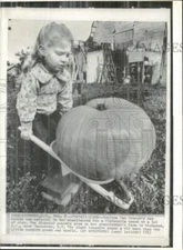 1975 Press Photo Corinne Van Broeck pushes pumpkin in wheelbarrow in Vancouver