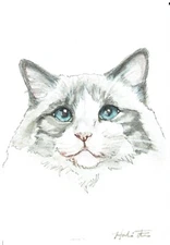 ACEO Original Watercolor Painting 2.5" x 3.5"  Ragdoll Cat Pet Portrait