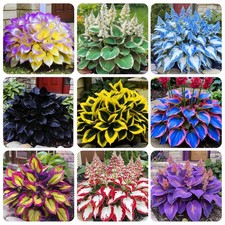 220 Mixed Rare Hosta Seeds for Planting-Attract Pollinators Perennial...