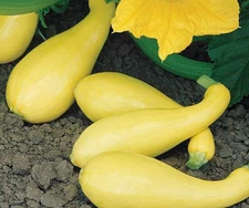 20 Quality Newly Harvested Fresh Early Crookneck Summer Squash Seeds-A 28