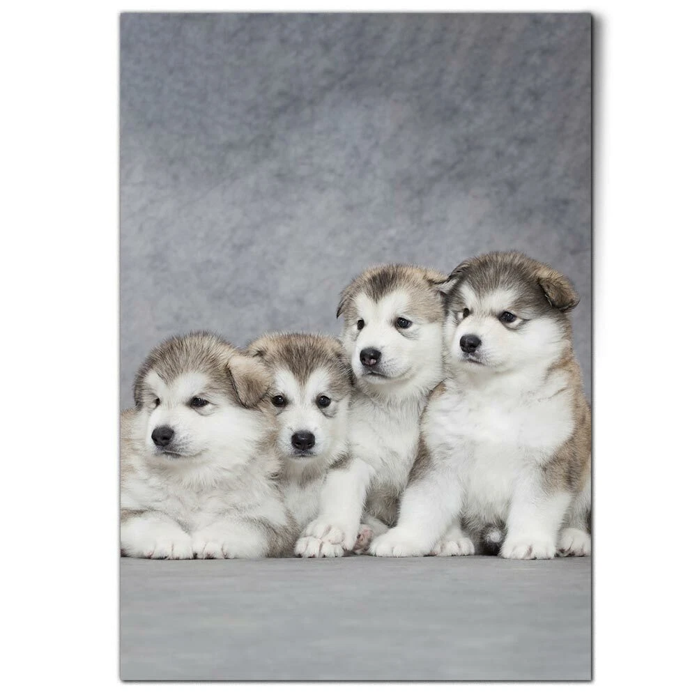 White malamute cheap puppy