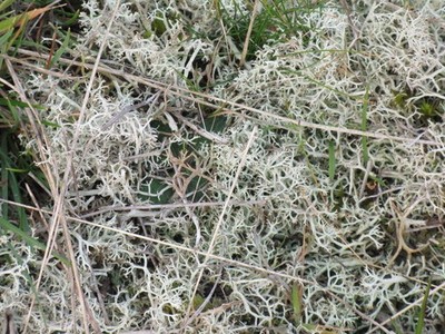 Foto A3 Flechten bei Gullane Point A Art von Cladonia [evtl. C. po c2014
