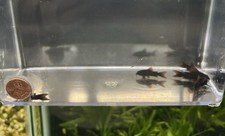 Black Venezuelan Corydoras X6 Juveniles , USA Seller  Live Arrival Guarantee