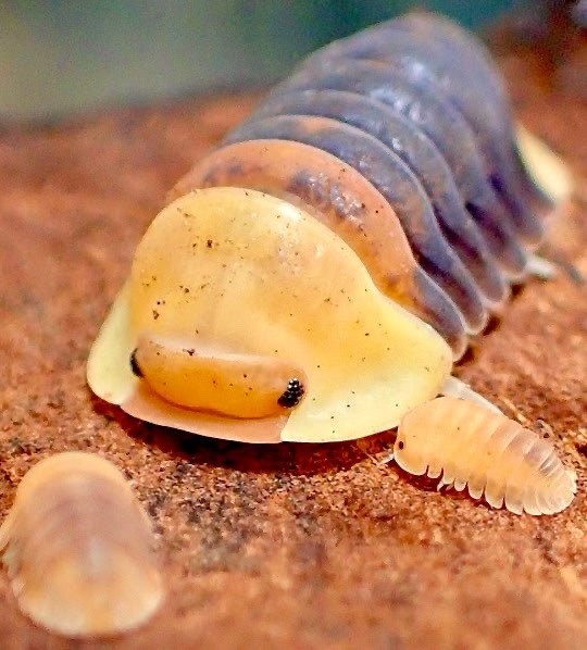 5 species bundle, 6ct RUBBER DUCKY isopods + blonde, red face, white, rubberbee