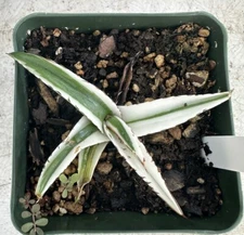 Agave victoriae-reginae ‘White Rhino’ SECTORAL VARIEGATED