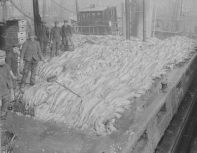 Piles of cod at Grimsby harbour, north-eastern England 1907 Old Photo