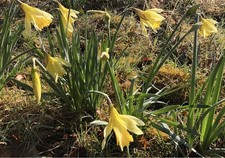 WILD DAFFODIL BULBS ( Lobularis Lent Lily ) 25 newly
