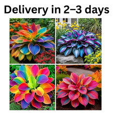 220 Mixed Color Hosta Seeds for Planting - Hostas Seeds Rare Perennial, Flower