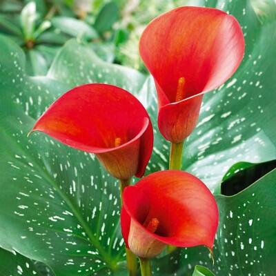 Garden State Bulb Red Alert Calla Lily Flower Bulbs, 12/14cm, Spring Planting