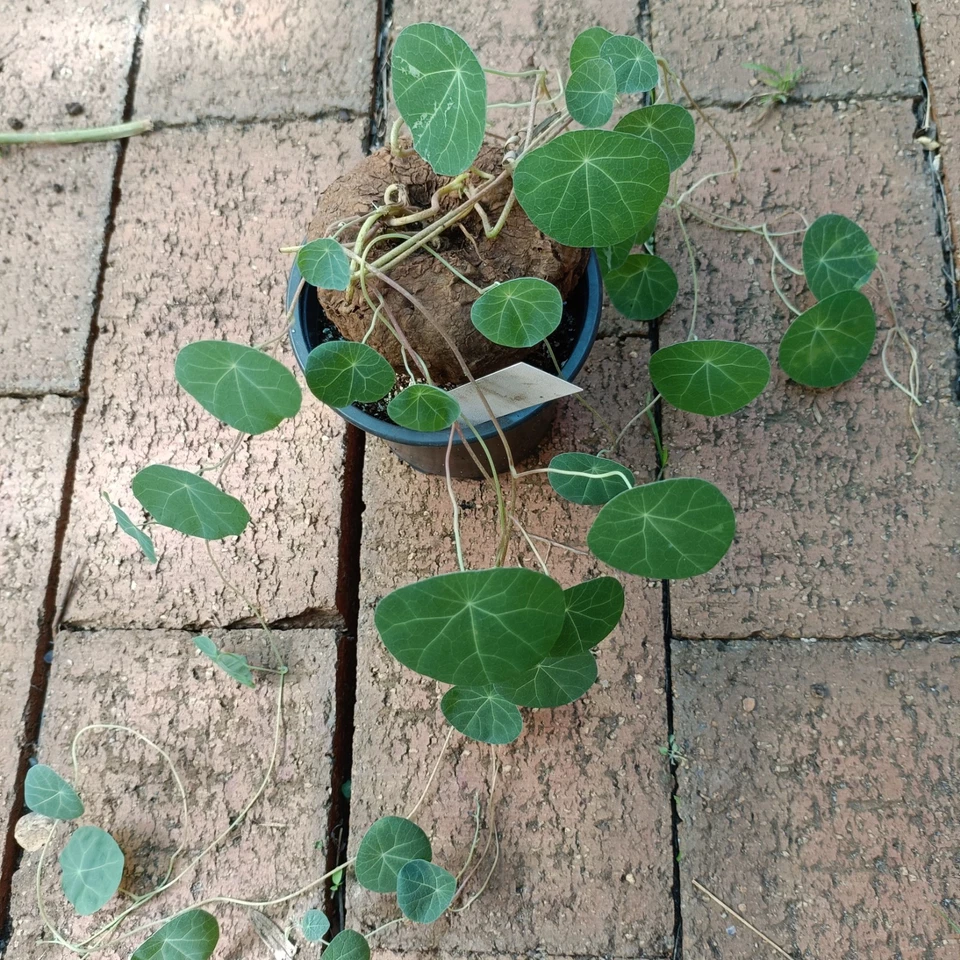 Stephania erecta Large 10cm diameter roughly #01 - Image 2 of 4