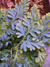Selaginella Wildenowii Peacock Moss Blue Spikemoss Fern Terrarium Plant Cutting