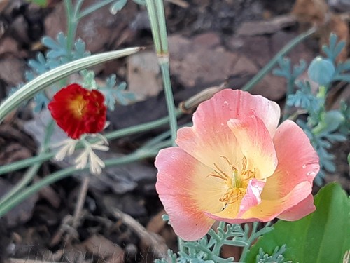 10 Samen Eschscholzia californica - Goldmohn - Schlafmützchen 2024 - Bild 2 von 2