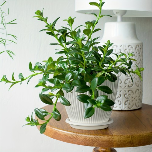 7.5-Inch Flower Pots Set of 5 with Drainage Holes and Saucer for Outdoors White - Picture 5 of 8