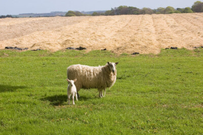 Foto 6x4 Mutter und Baby...Edzell...posiert stolz im wunderschönen Cou c2009