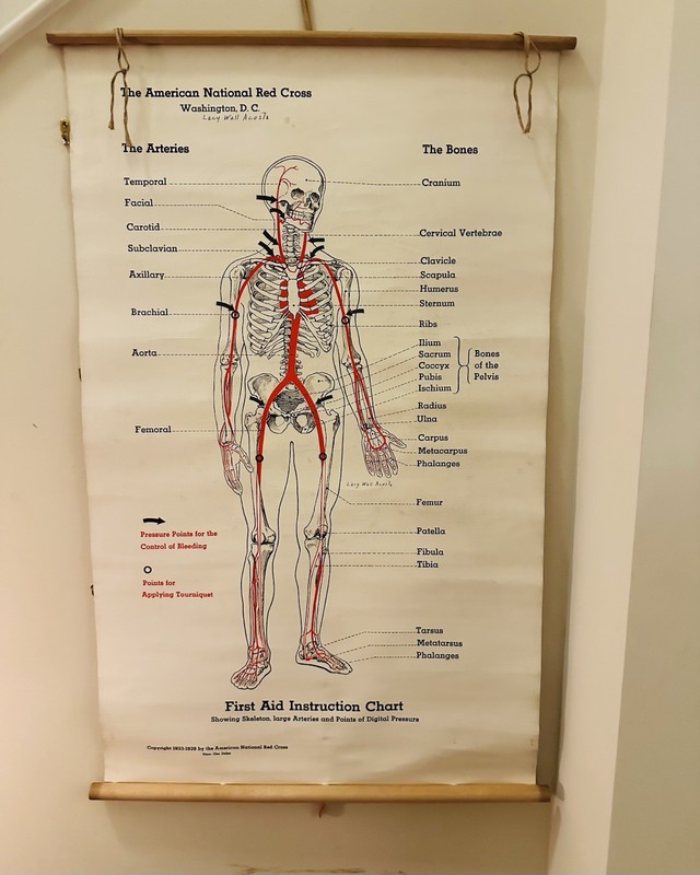 Red Cross 1939 First Aid Instruction Chart Schematic Circulation