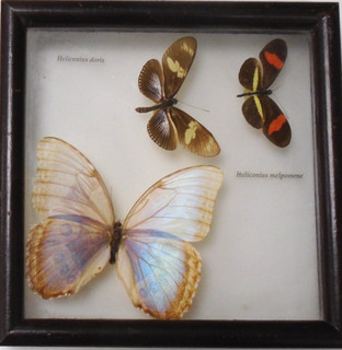 FRAMED Butterflies Including Morpho Helenor Heliconius Melpomene & Doris