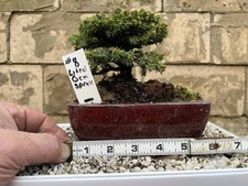 Little Gem Spruce Bonsai 4.4" Ceramic Pot 8w with ￼ humidity tray, Display stand