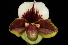 Paphiopedilum (Hellas x Wally’s Weirdness) #2, in bud