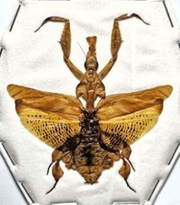 Agrias phalcidon fournierae - AgriasButterflies.com