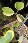 Hoya Kerrii variegata Sweetheart plant in 6" Pot 13" Tall 10" Wide — photo 5