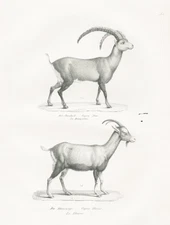 Domestic goat Capricorn goat ibex capricorn goat lithograph Brodtmann 1824