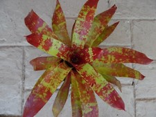 Neoregelia GESPACHO Bromeliad one tropical plant MEDIUM 
