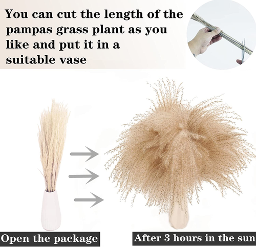 Dried Pampas Grass Stems, 100 Stems, 17" White and Brown, Rustic Decor - Picture 5 of 12