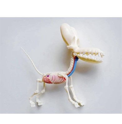 4D Master Jason Freeny Anatomy Transparency Balloon Dog 26PCS Art