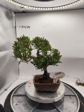 Mini  Juniper Bonsai  About 5 years