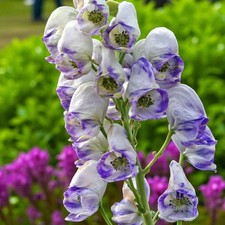Aconitum Cloudy Bare Root Monkshood Perennial Plants - Hardy Flowering Shrubs