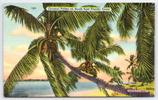Vtg Postcard Coconut Palms Trees South East Florida Coast Photo by R. E. Simpson